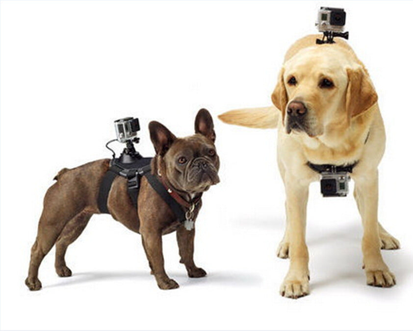 Chien portant le harnais GoPro en extérieur