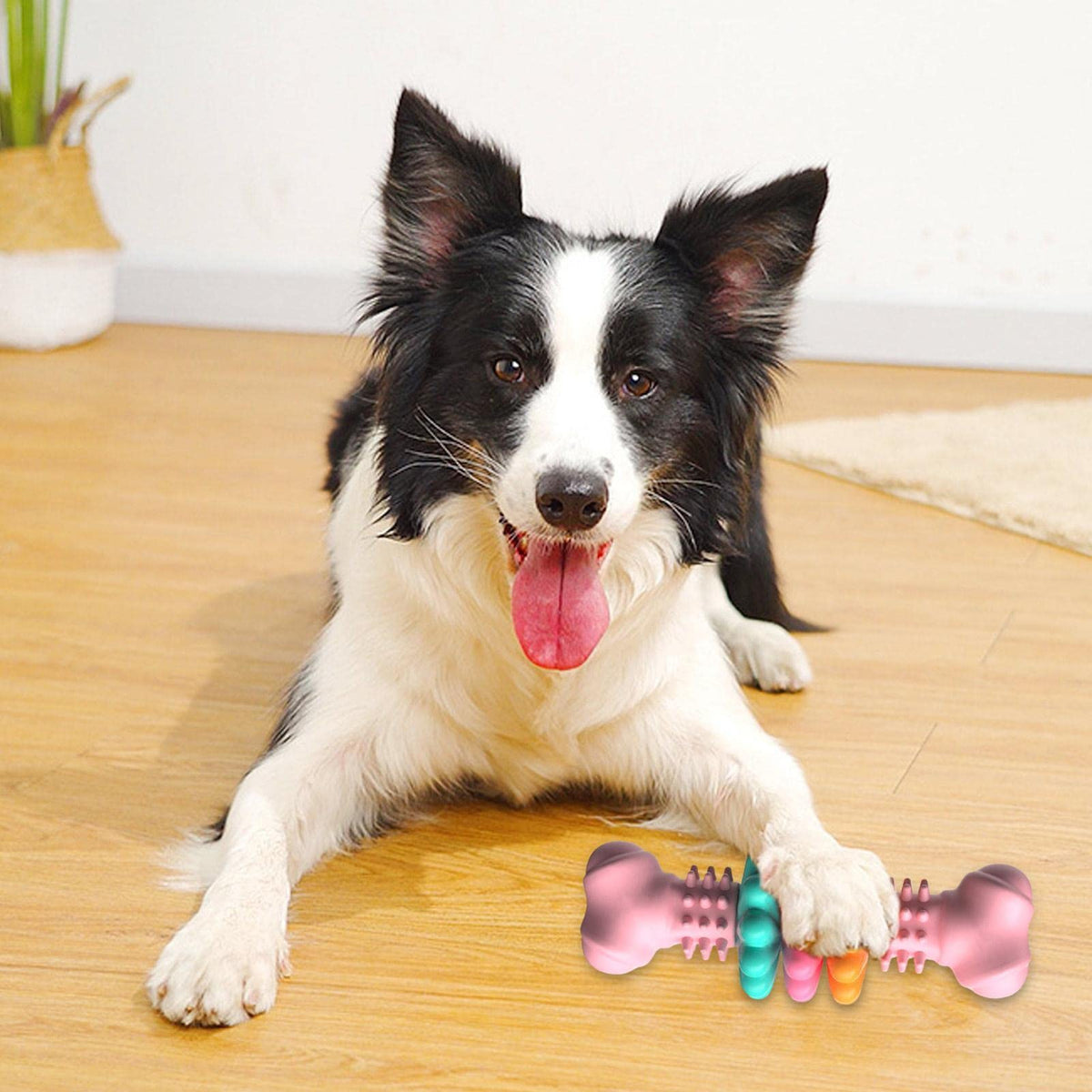 Os à mâcher pour chien de petite taille